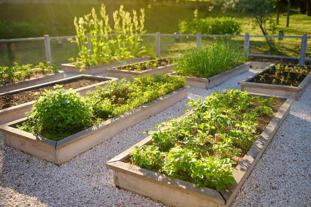 Benefits of Elevated Gardening Beds and How to Build Your Own